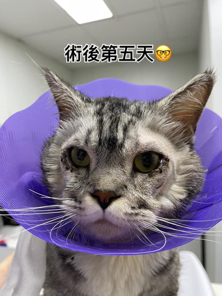 Cat entropion surgery