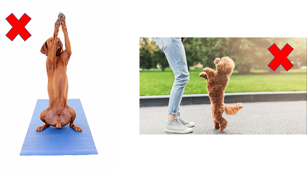 Bad dog position