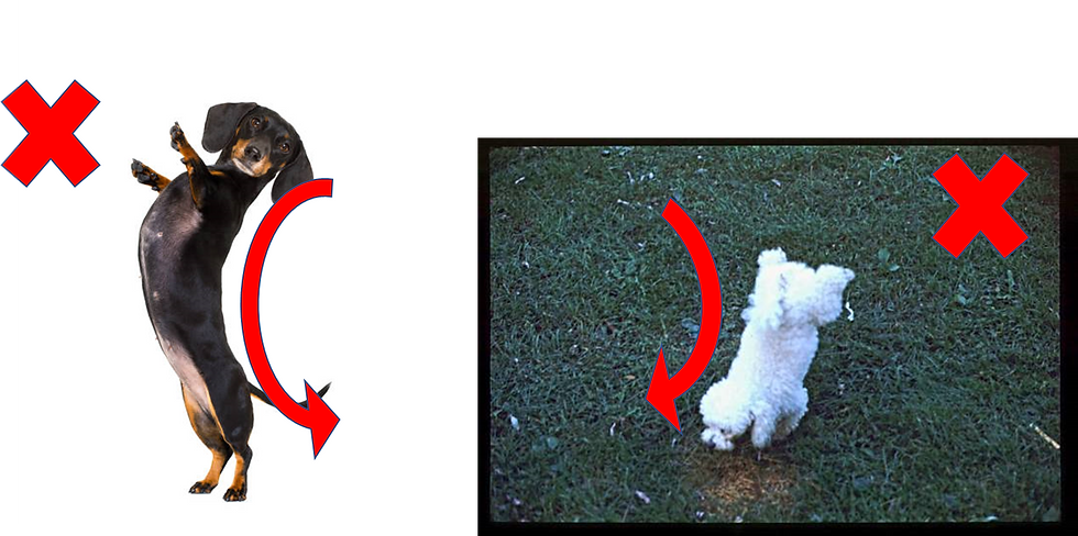 Bad dog posture