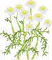 chamomile01.gif