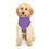 Thumbnail: Funny Pet Hoodie - "I Still Live With My Parents" - Cozy Dog Apparel (PURPLE)