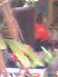 amazing grace2 named_edited.jpg