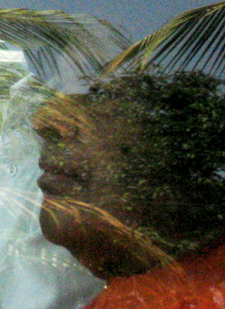 Rudraksha tree