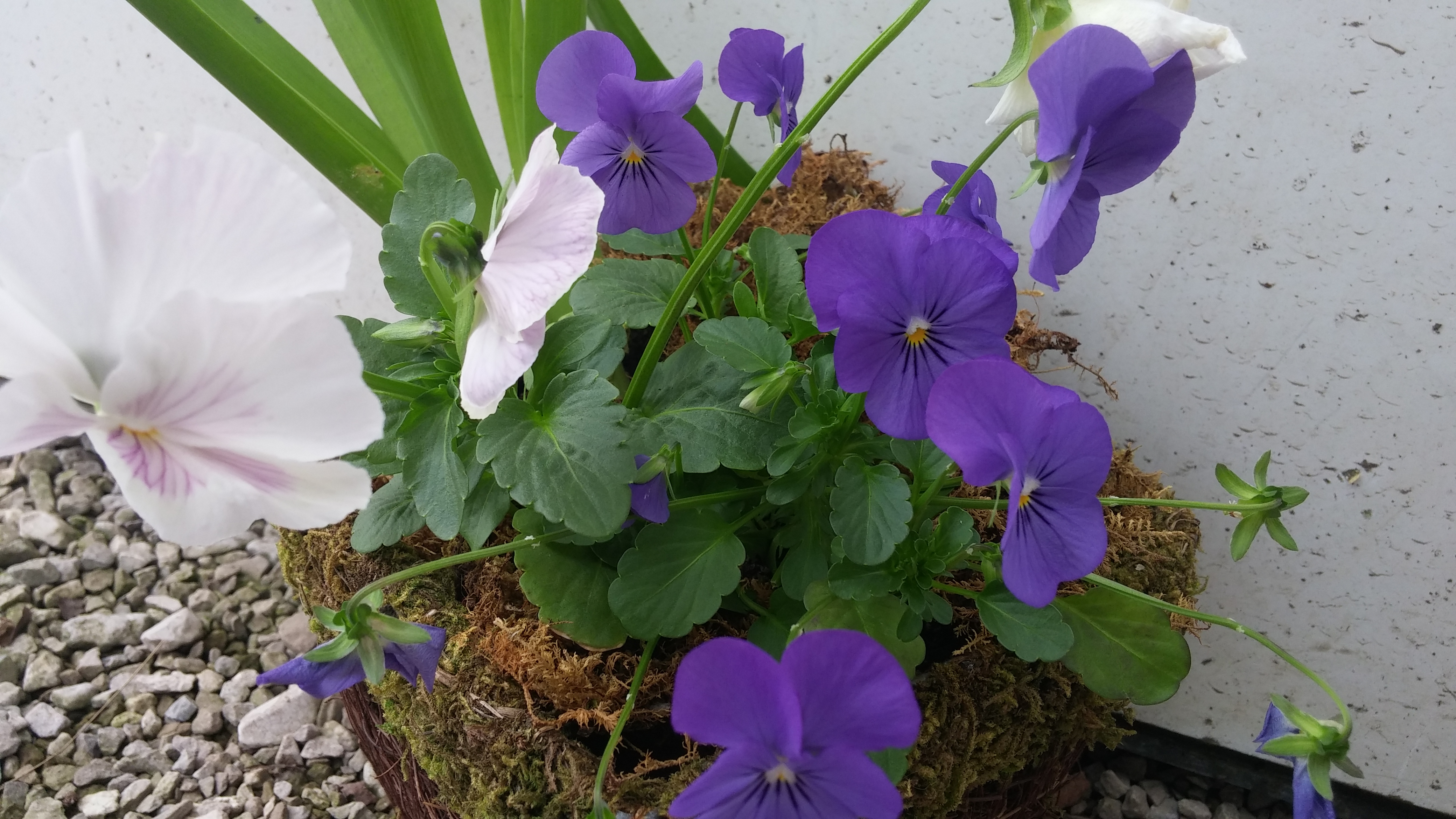 Greenhouse Auburn Pointe Greenhouse and Flowers United States