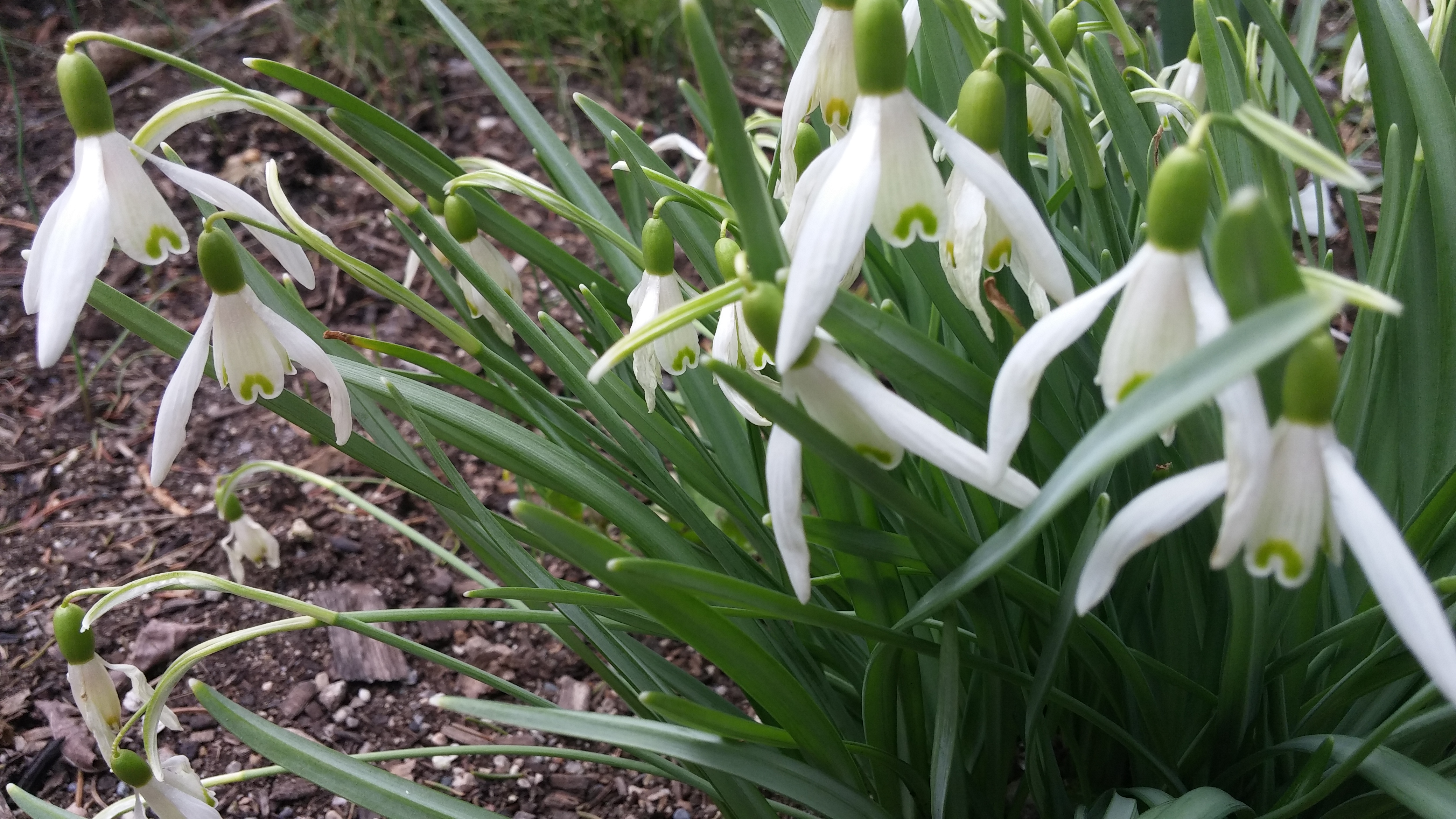 Greenhouse Auburn Pointe Greenhouse and Flowers United States