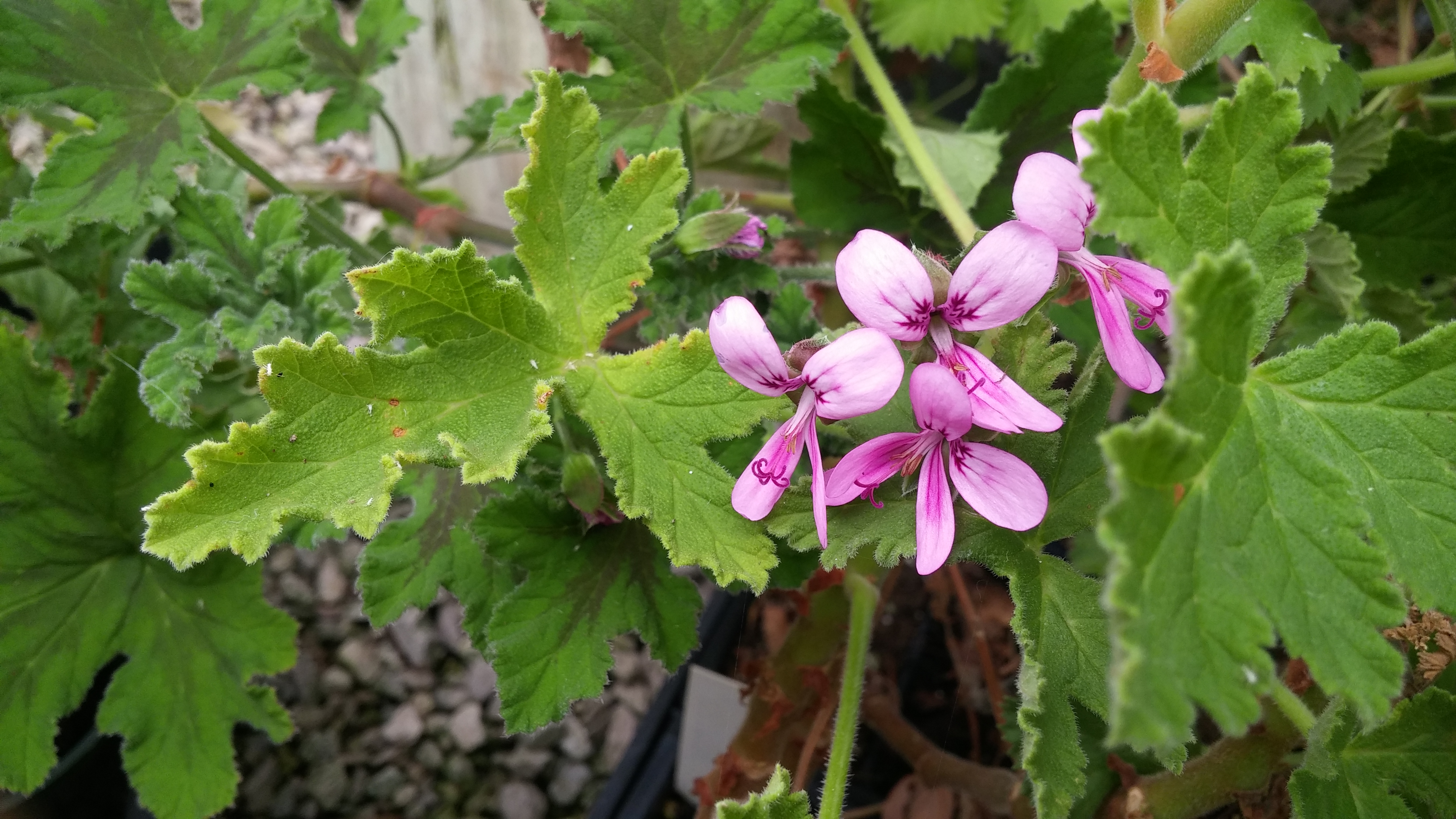 Greenhouse Auburn Pointe Greenhouse and Flowers United States