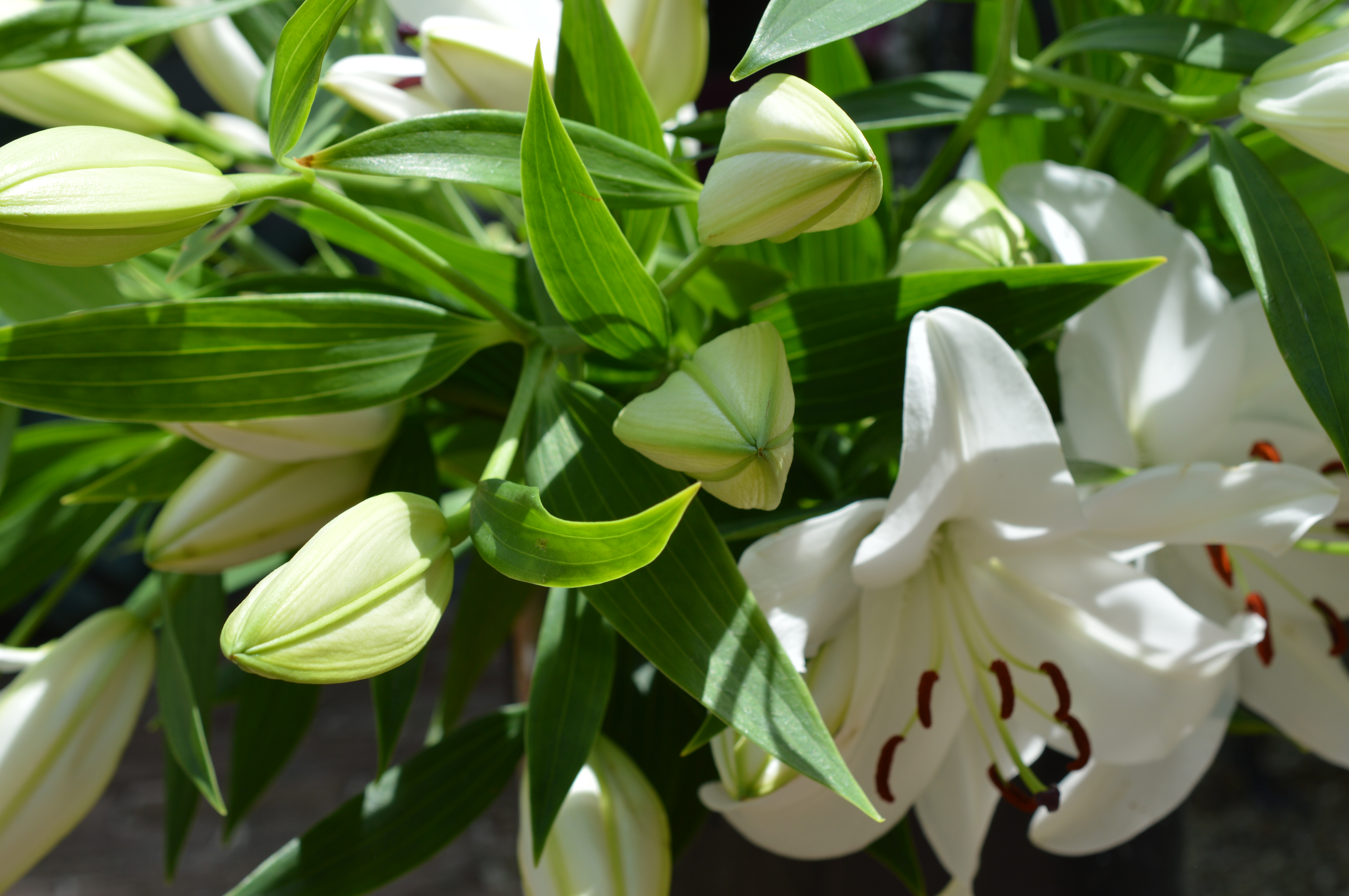 Greenhouse Auburn Pointe Greenhouse and Flowers United States