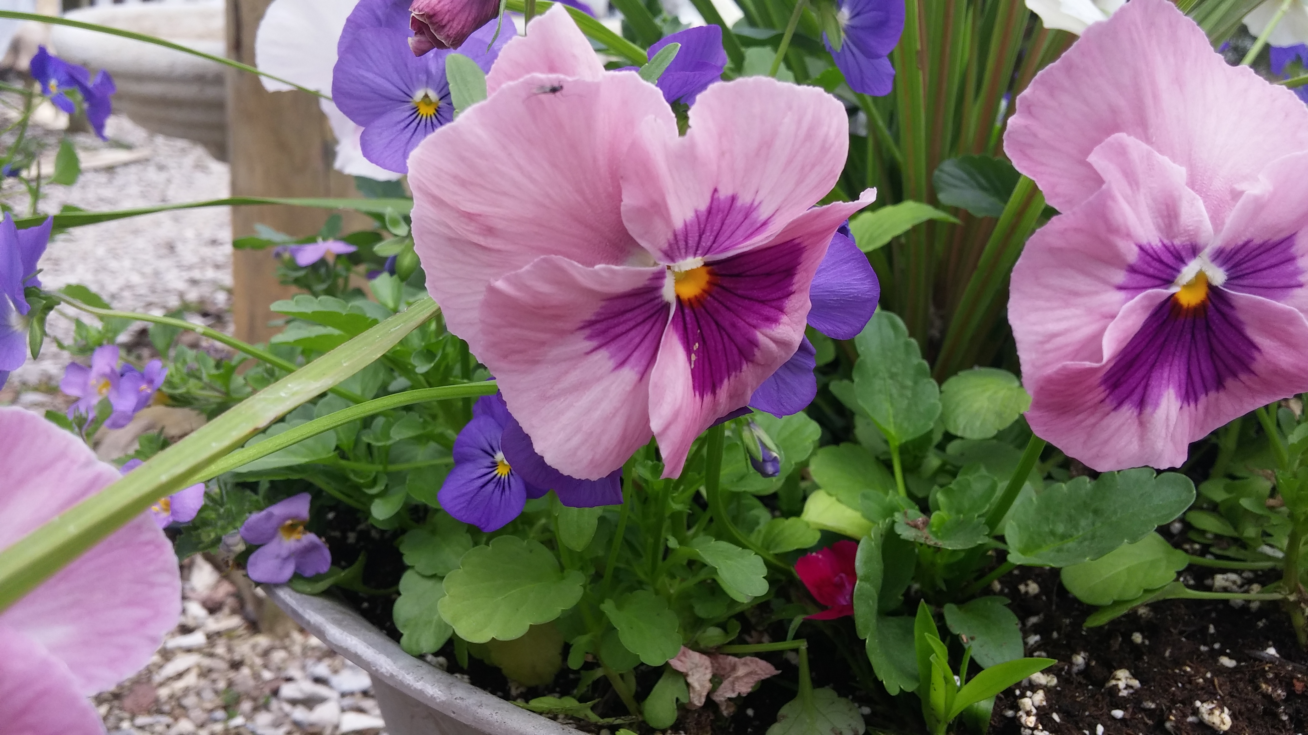Greenhouse Auburn Pointe Greenhouse and Flowers United States