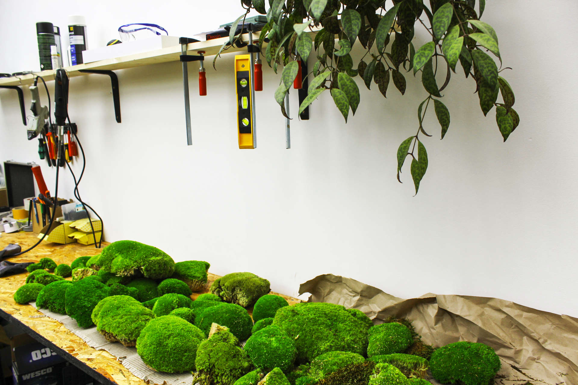 Entretenir et rempoter sa plante