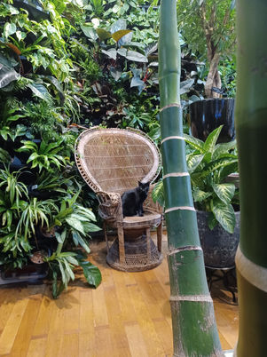 Jungle Lab