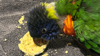 Juvenile rainbow lorikeet eating from a spoon, showing underdeveloped body and residual grey down.