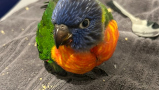 Juvenile rainbow lorikeet perched close up, showing short tail and angular slim body indicating it i