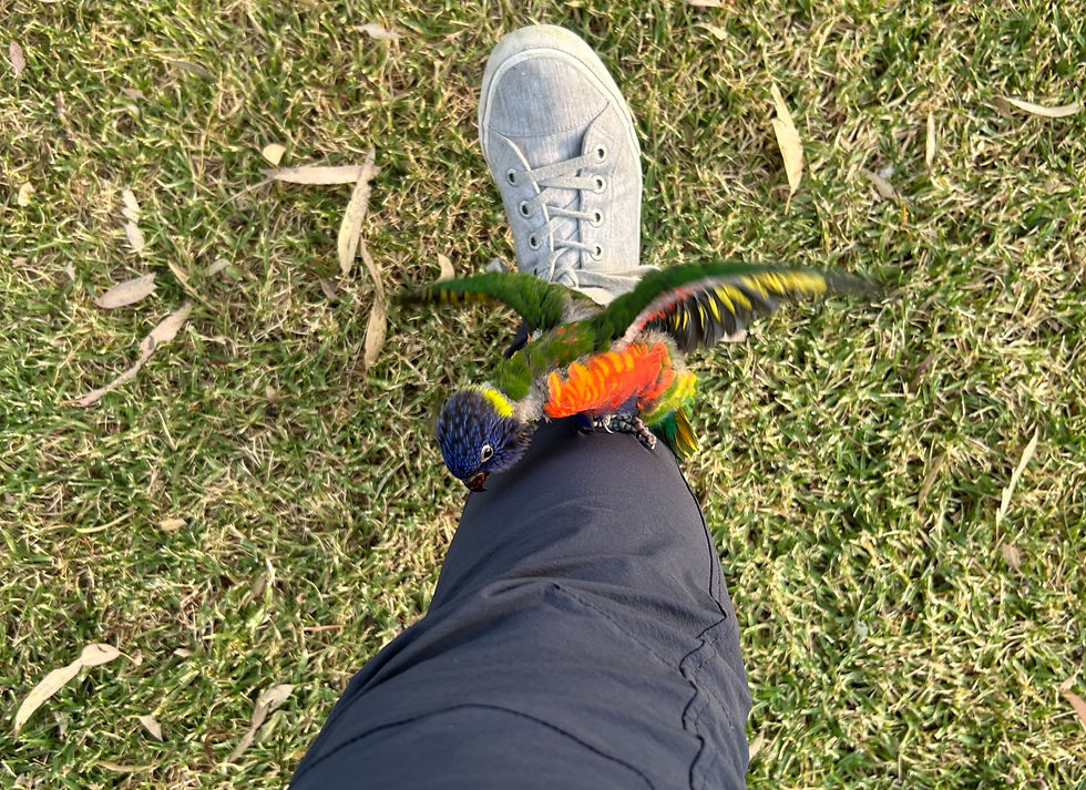 Baby rainbow lorikeet with open wings perched on a person's leg wearing navy pants and gray shoes, on grass. Leaves scattered around.