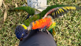 Juvenile rainbow lorikeet climbing a human leg outdoors during extreme weather.