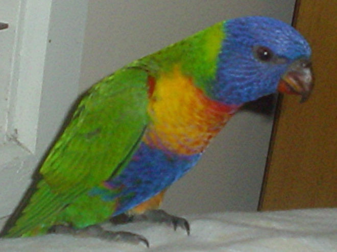 TRUE GROUND-READY FLEDGLING. A mature rainbow lorikeet fledgling showing robust body, long primary feathers and proportionate tail, indicating readiness for ground survival.