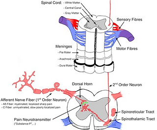Spinal Cord.png