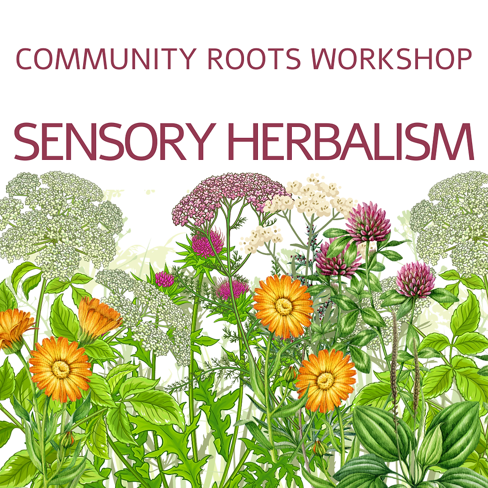 Sensory Herbalism Sep-Dec