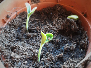 The miracle that is seeds! 