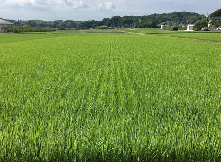 ミッケルアート壁画版@静岡県御前崎