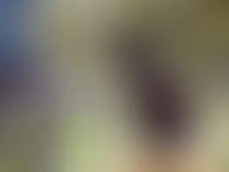 dog training cost Connecticut