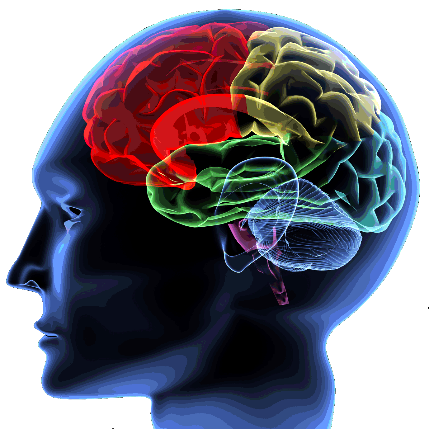 Mindfulness Neuroplasticidad