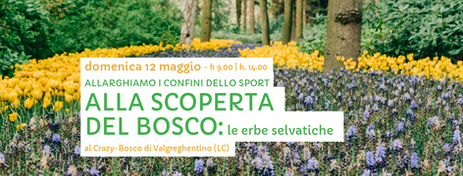 Alla scoperta del bosco: le erbe selvatiche