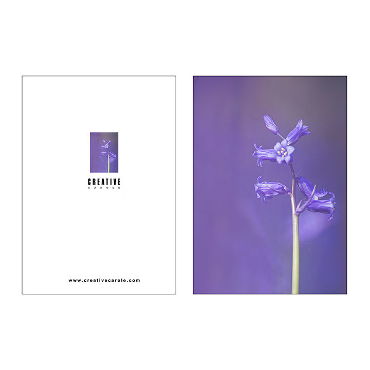 Thumbnail: A5 Notebook, handy ruled and plain pages, Bluebell front cover