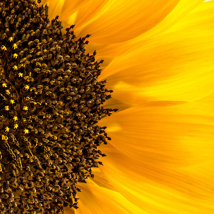 Thumbnail: Stunning close up image of a sunflower head, showing bright yellow petals and the seed head centre