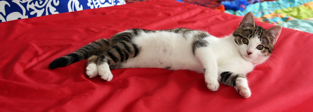 pets at home reedswood vets