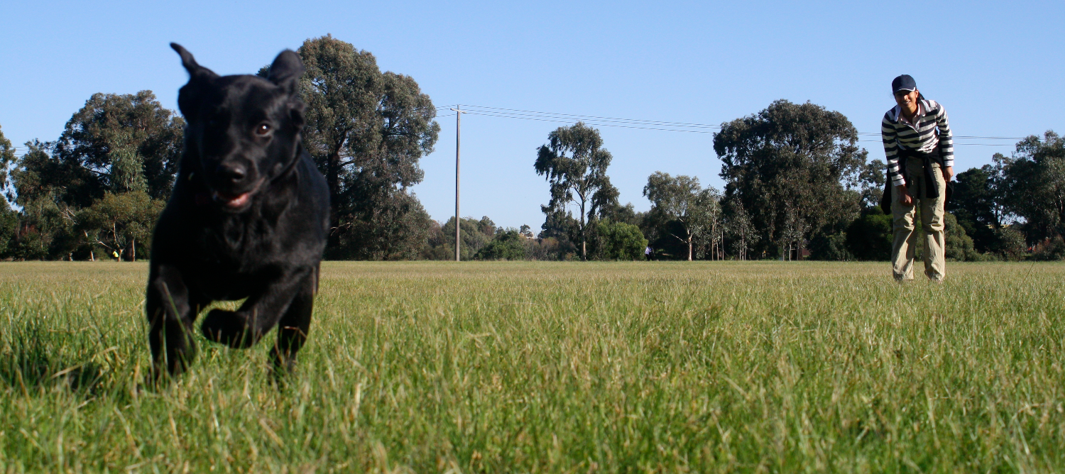 pets at home reedswood vets