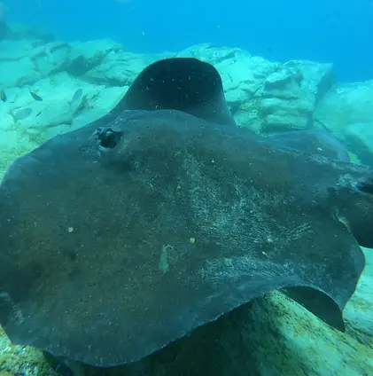 Atlantic Bull Ray, el chucho, diving on Tenerife, fauna canaria, marine life