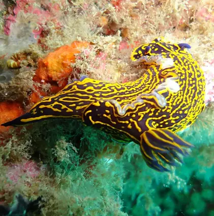 Blue and yellow nudibranch, Felimare picta, macro marine life in the Canary Islands