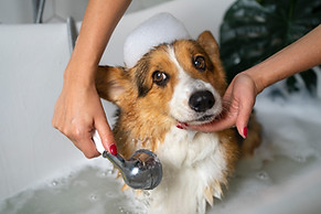 washing-pet-dog-home.jpg