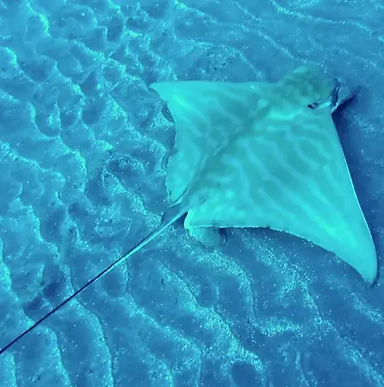 Spotted eagle ray swimming in the blue, Aetobatus narinari, Tenerife diving