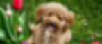 Lace & Wrangler's Upcoming litter