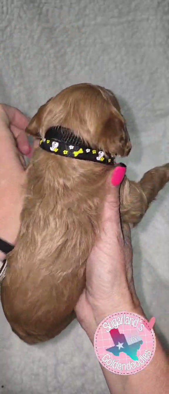Thumbnail: Diesel - Black Collar Mini Goldendoodle