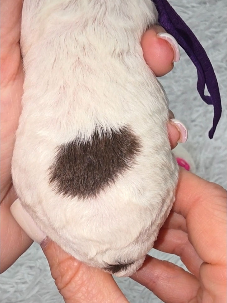 Thumbnail: Girl Toy Cavapoo