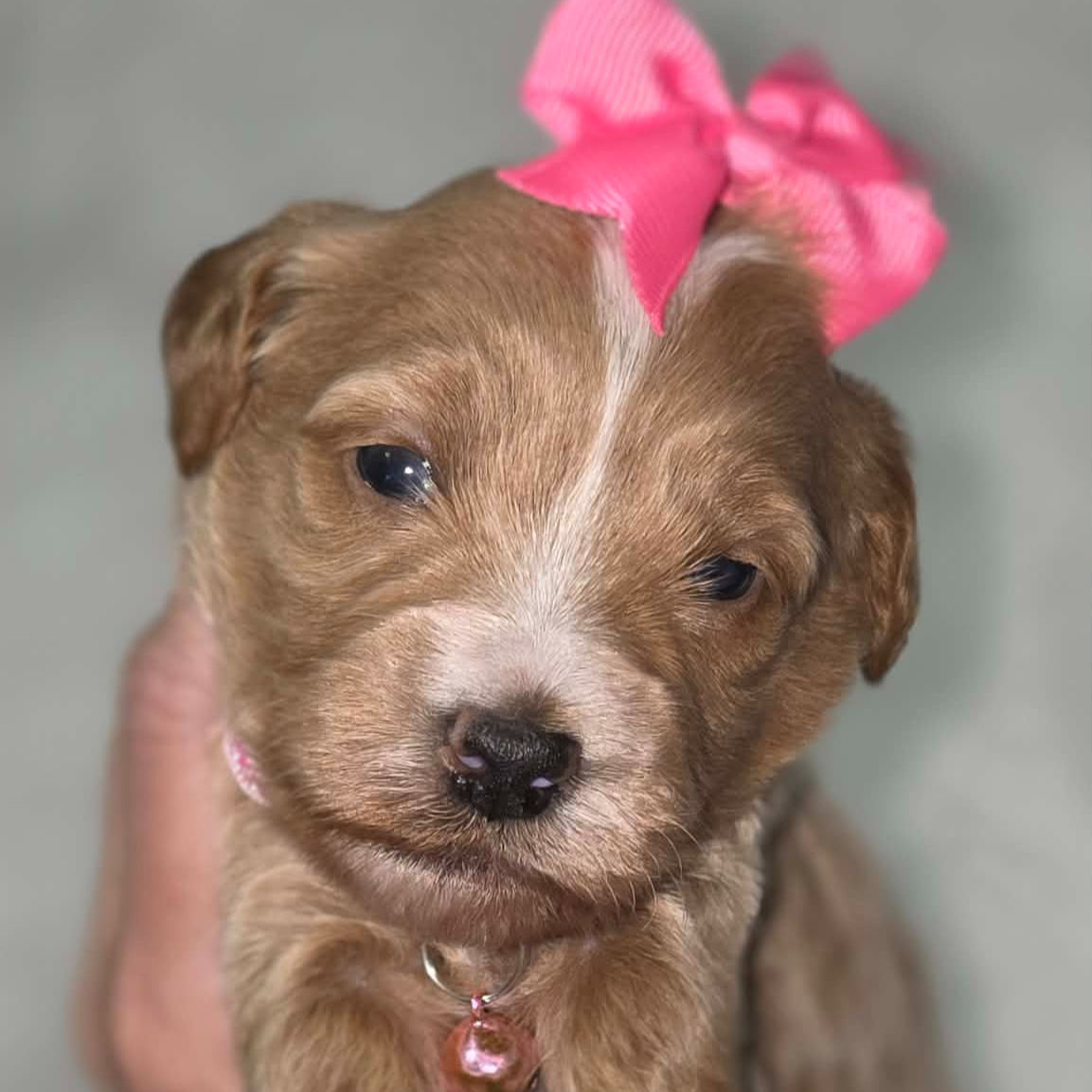 Light Red Abstract Girl - Pink 🩷 Collar Mini Goldendoodle
