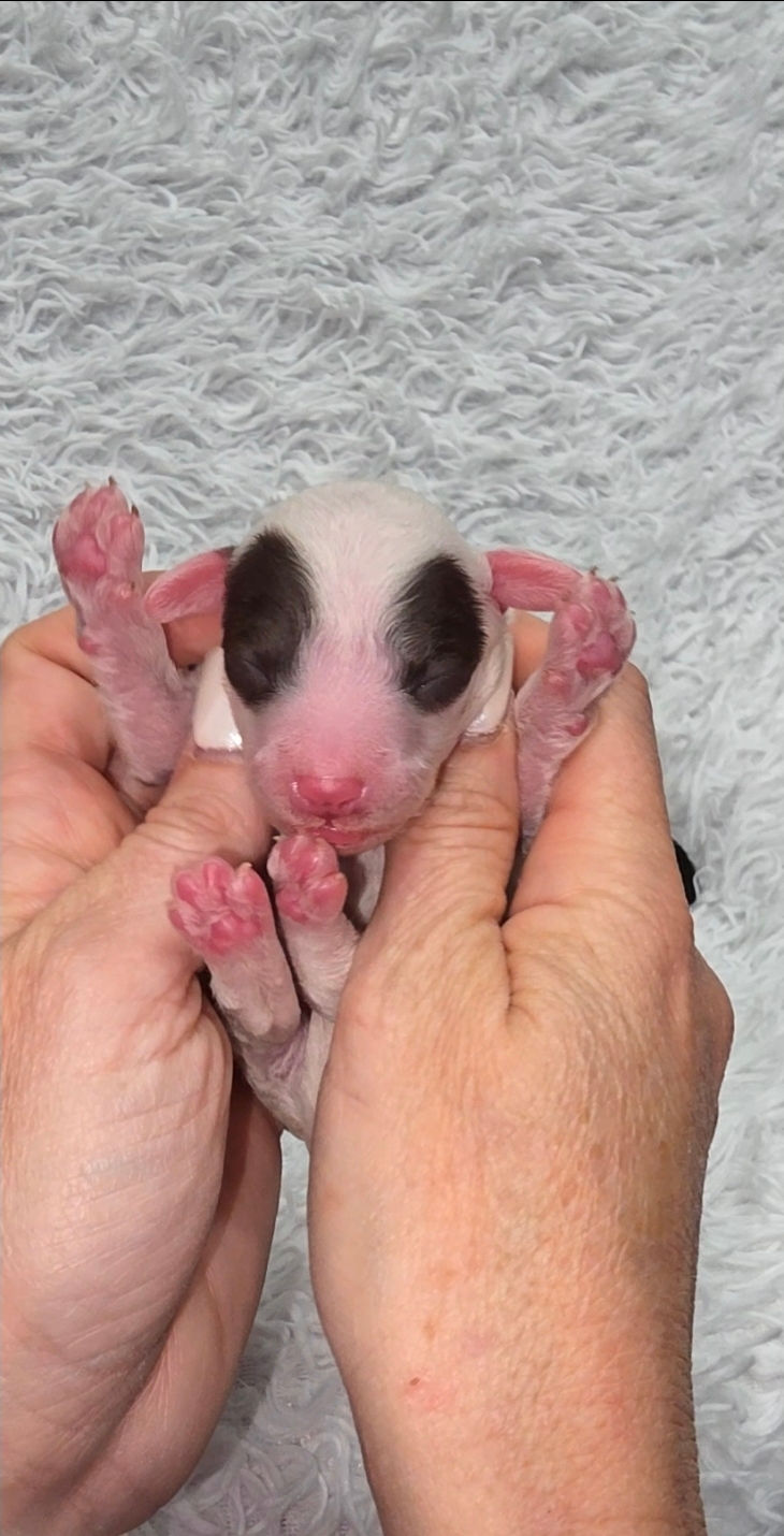 Thumbnail: Girl Toy Cavapoo