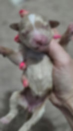 Thumbnail: Light Red Abstract Girl - Pink 🩷 Collar Mini Goldendoodle