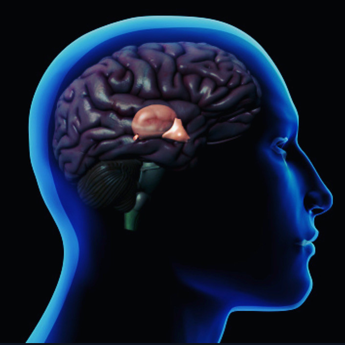 La glande pinéale, appelée aussi épiphyse est une glande endocrine du cerveau. Elle sécrète la mélatonine qui joue un rôle central dans la régulation des rythmes biologiques (veille/sommeil et saisonniers). Malheureusement certaines substances que nous consommons calcifient cette glande et l’empêchent de fonctionner correctement. Cette calcification est causée principalement par le fluorure qui vient des dentifrices (au fluor), de l’eau du robinet et de l’eau en bouteille, mais aussi de certains médicaments. Le fluorure de calcium semble le pire de tous car il est magnétiquement attiré par la glande pinéale où il forme des cristaux de phosphate de calcium. Le mercure s’avère aussi très mauvais. Tous les vaccins médicaux en contiennent et il est très difficile à éliminer du cerveau une fois qu’il y est. On en trouve également dans les poissons et autres crustacés de fonds marins. Finalement, certains pesticides sont également responsables de cet entartrage. Plus la pinéale est calcifiée, moins elle secrète de mélatonine. A la longue, cette calcification peut entrainer la dépression, l’anxiété, la boulimie, l’anorexie, la stérilité, l’insomnie, la baisse immunitaire etc. La chromopuncture s’avère très efficace pour décalcifier cette glande. Cela nettoie par la même occasion tous les métaux lourds accumulés au long de notre vie.