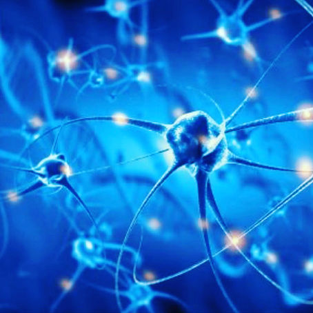 Système endocrinien