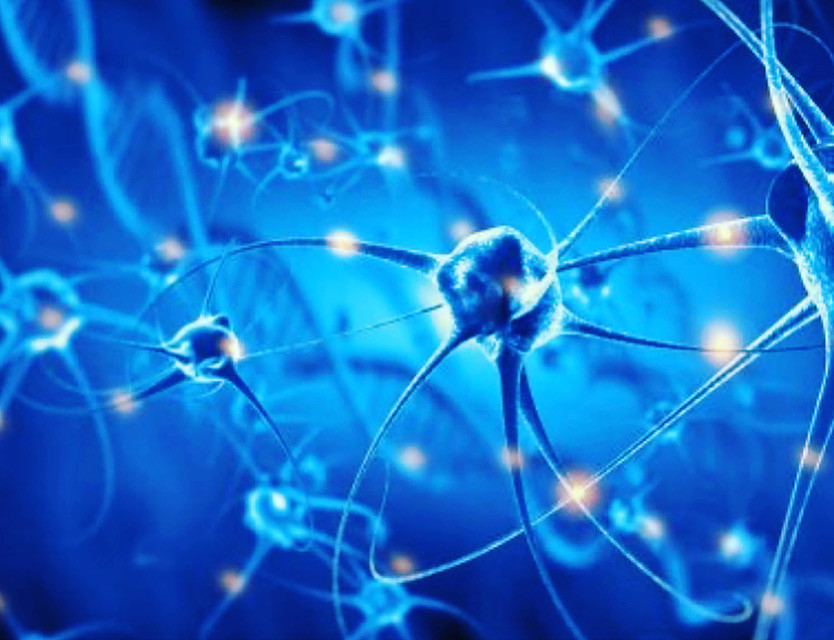 Les hormones sont des molécules produites par certains organes (notamment la thyroïde, le pancréas, les glandes surrénales, les ovaires et les testicules) qui voyagent dans le sang. Elles vont délivrer une information générale en direction de toutes les cellules du corps. L’hypothalamus est le chef d’orchestre de cette incroyable symphonie.