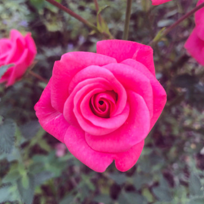 De quoi s’agit-il ? Les couleurs organiques sont des couleurs vivantes car elles proviennent d’éléments naturels. Une rose a par exemple des milliers de nuances de magenta. Le professeur Pierre Van Obbergen s’est intéressé au douze couleurs du cercle chromatique, et a reporté ces milliers de nuances naturelles dans son programme de chromothérapie, que j’utilise au cabinet. Ce programme propose : ✨ des couleurs fixes (figées et unies) généralement recommandées pour réparer les lésions physiques. ✨ des couleurs organiques, particulièrement efficaces pour les soins énergétiques. Une vaste palette de couleurs qui laisse place à une infinité de possibilités.