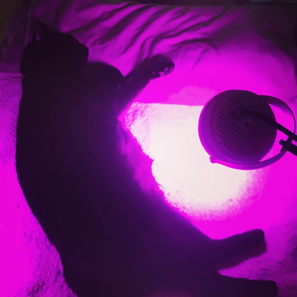 La couleur est une onde vibratoire que perçoivent, consciemment ou non, les êtres humains dont font partie les animaux et les végétaux. Les animaux sont comme nous, sensibles à la lumière et savent tirer profit de ses vertus. Pas étonnant que mon chat s'invite régulièrement à mes séances de luminothérapie. La luminothérapie peut aider votre animal de compagnie pour différentes raisons. En voici quelques-unes (liste non exhaustive): Stress, peurs douleurs, changement de comportement, accompagnement