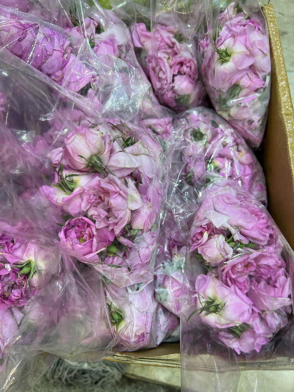 Nie zawsze świat jest różami usłany - nawet w różanym mieście