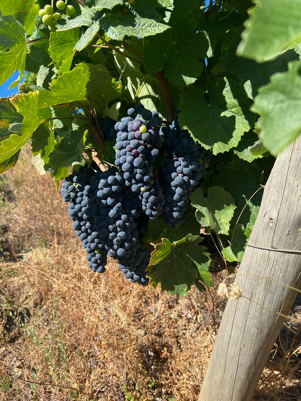 On the way back…..winnym szlakiem