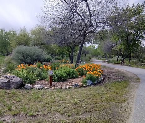 Year Round Poppies_edited.jpg