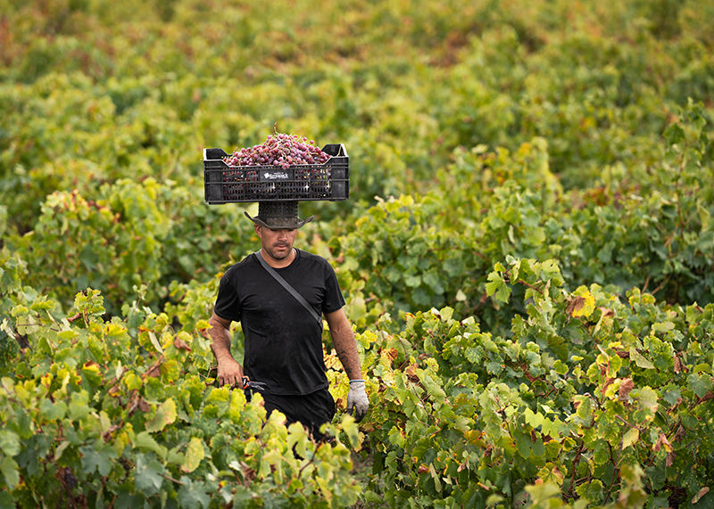 Man in a vineyard carrying a crate of grapes on his head