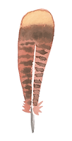 The Creative School Lawrenceburg, KY turkey feather
